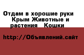 Отдам в хорошие руки - Крым Животные и растения » Кошки   